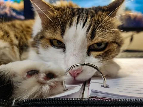 Cat resting on a binder. Stock Photos
