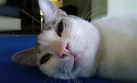 Cat resting on blue carpet Stock Photos