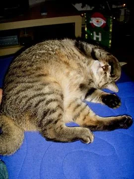 Cat resting on a blue sofa. Stock Photos