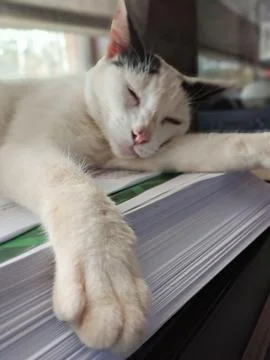 Cat resting on book Stock Photos