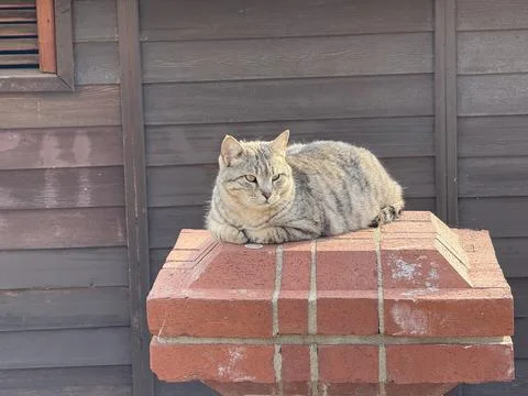 Cat resting on brick post in front of wooden wall background Stock Photos