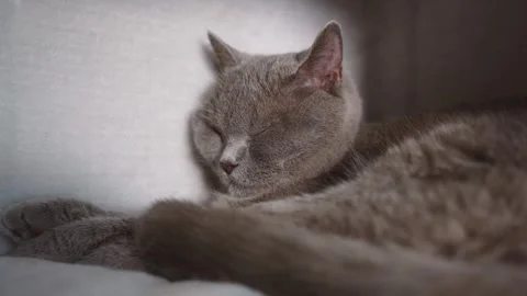 The cat is resting in the cat house Stock Footage 241209751
