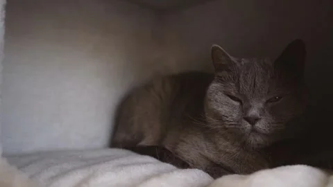 The cat is resting in the cat house Stock Footage 241209869
