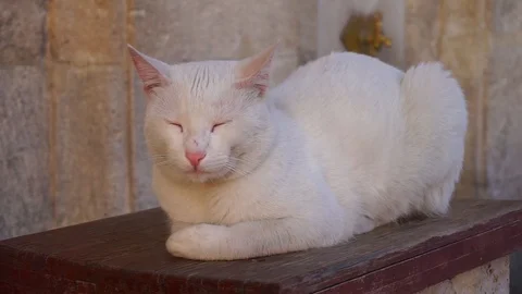 The cat resting, cat sleeping, cute cat Stock Footage 92850832