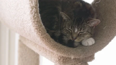 Cat resting in cat tower. Stock Footage 149797908