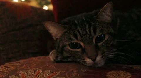 Cat Resting on Chair Stock Footage 10899873