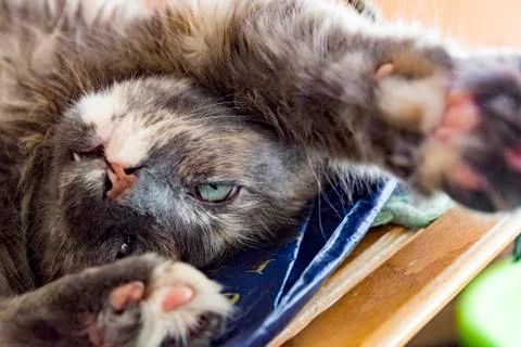 Cat is resting in chair Stock Photos