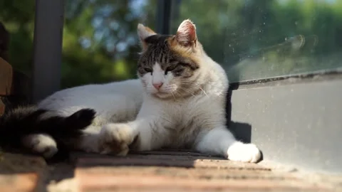 Cat resting on the corner Stock Footage 144325033