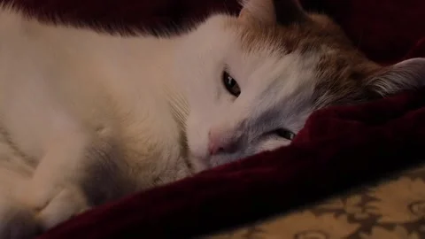 Cat Resting on Couch Stock Footage 169974380