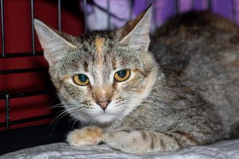 A cat is resting on a cozy bed inside a cage, gazing at the camera Stock Photos