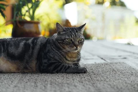 The cat is resting on the deck of the backyard against the background of the Stock Photos
