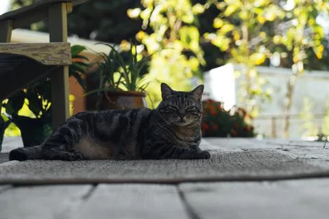 The cat is resting on the deck of the backyard against the background of the Stock Photos