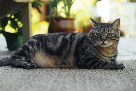 The cat is resting on the deck of the backyard against the background of the Stock Photos