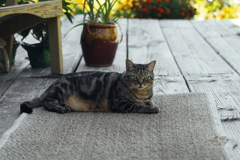 The cat is resting on the deck of the backyard against the background of the Stock Photos