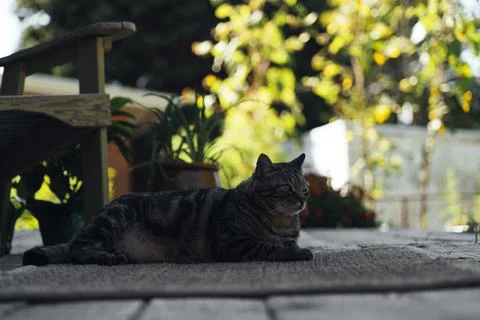 The cat is resting on the deck of the backyard against the background of the Stock Photos