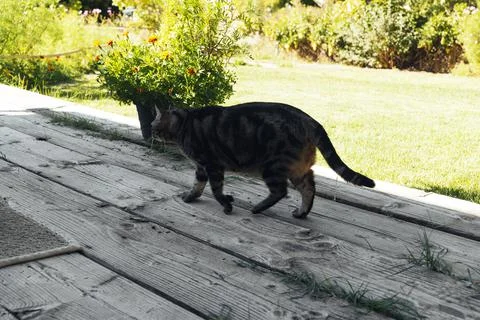 The cat is resting on the deck of the backyard against the background of the Stock Photos