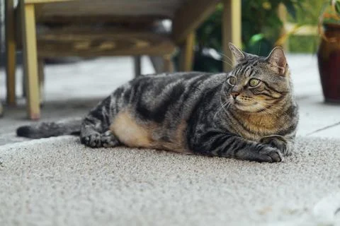 The cat is resting on the deck of the backyard against the background of the Stock Photos