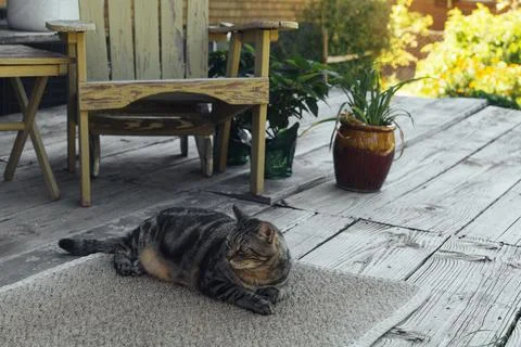 The cat is resting on the deck of the backyard against the background of the Stock Photos