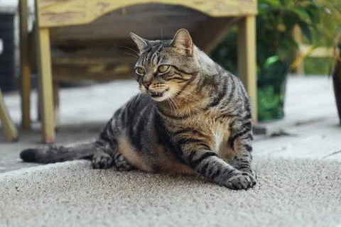 The cat is resting on the deck of the backyard against the background of the Stock Photos