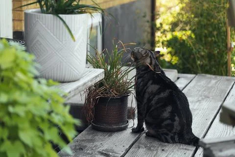 The cat is resting on the deck of the backyard against the background of the Stock Photos