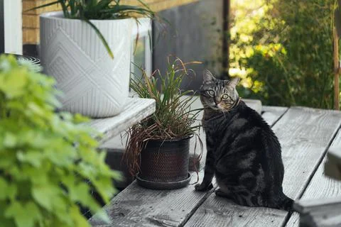 The cat is resting on the deck of the backyard against the background of the Stock Photos