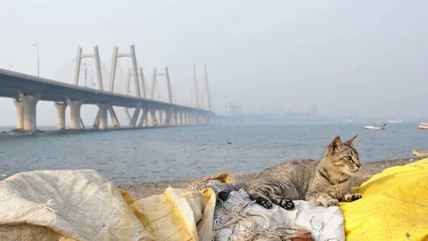 A cat resting on a dock against modern cable stayed bridge Video stock 86541139