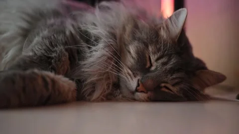 A cat is resting on a flat surface under colorful lighting, with four different 스톡 동영상 337101078