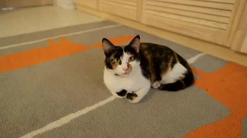 Cat resting on the floor Stock Footage 281934207