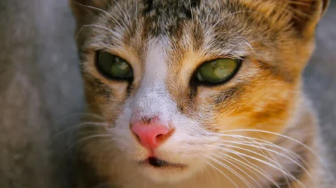 Cat Resting 库存影片 30761972