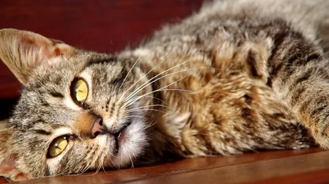 Cat resting Stock Footage 67732791