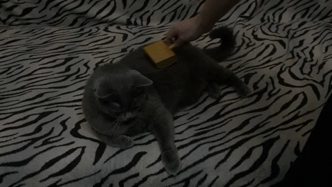 The cat is resting Stock Footage 101429589