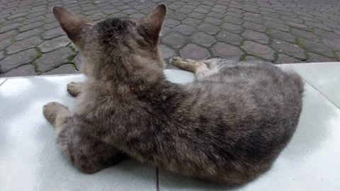 Cat is Resting Vídeos de archivo 221007786