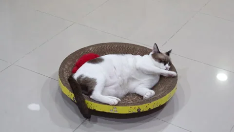 The cat resting Stock Footage 279992434