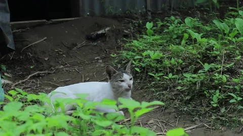 A cat resting in the garden Video stock 201319090