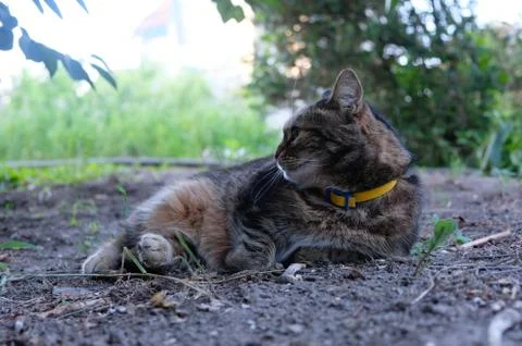 Cat resting in the garden Stock Photos