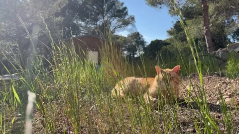 Cat resting in the grass Video stock 276386518