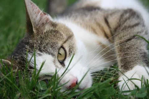 Cat resting on the grass Foto stock