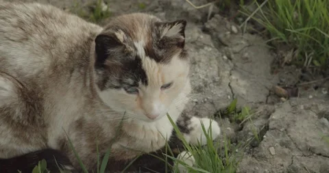 Cat resting on the ground Stock Footage 247920091