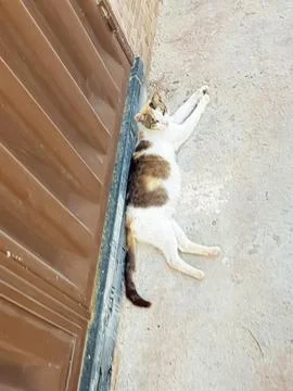 Cat resting on the ground Stock Photos