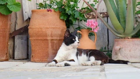 Cat is resting on the ground of small village lane. Crete. Greece Stock Footage 235755970