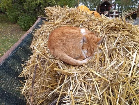The cat is resting in the hay Stock Photos