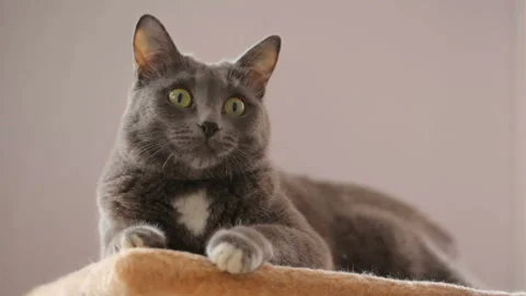 Cat resting on his place 库存影片 88908354