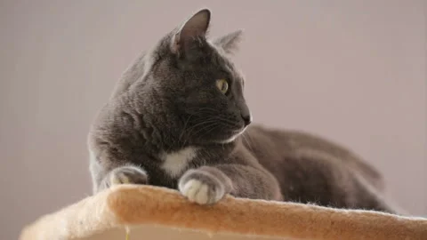 Cat resting on his place Stock Footage 88908357