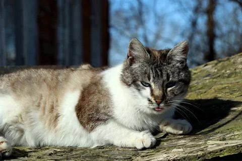 Cat resting on a log under the blue sky during daytime, enjoying the sun in a Stock Photos