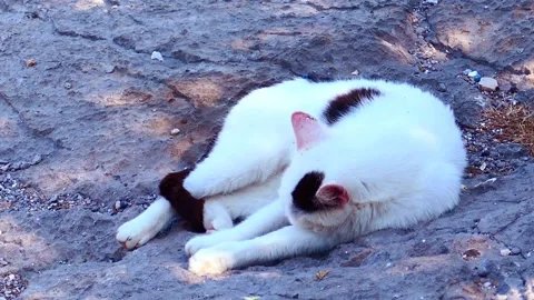 Cat resting in nature Stock Footage 131881247