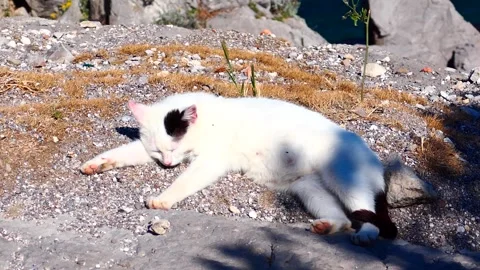 Cat resting in nature Stock Footage 131881283