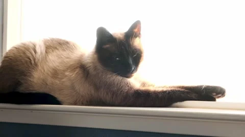 Cat resting next to a window Video stock 243640440