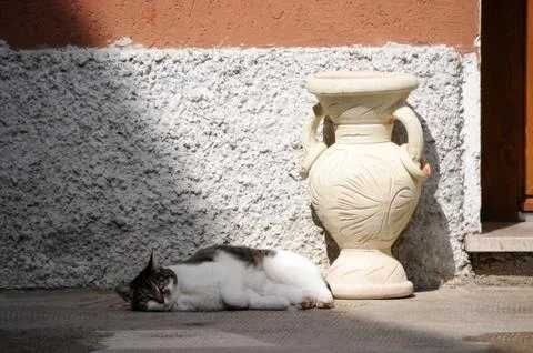 Cat resting outside the front door. Stock Photos