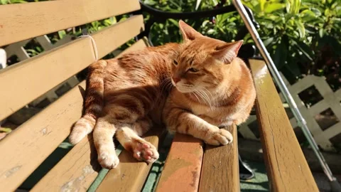 Cat resting on a park bench, looking around Stock Footage 228777384