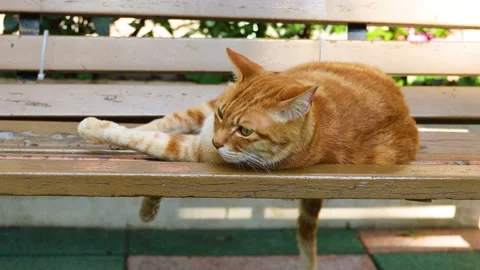 Cat resting on a park bench, lying down on one side Stock Footage 228777319